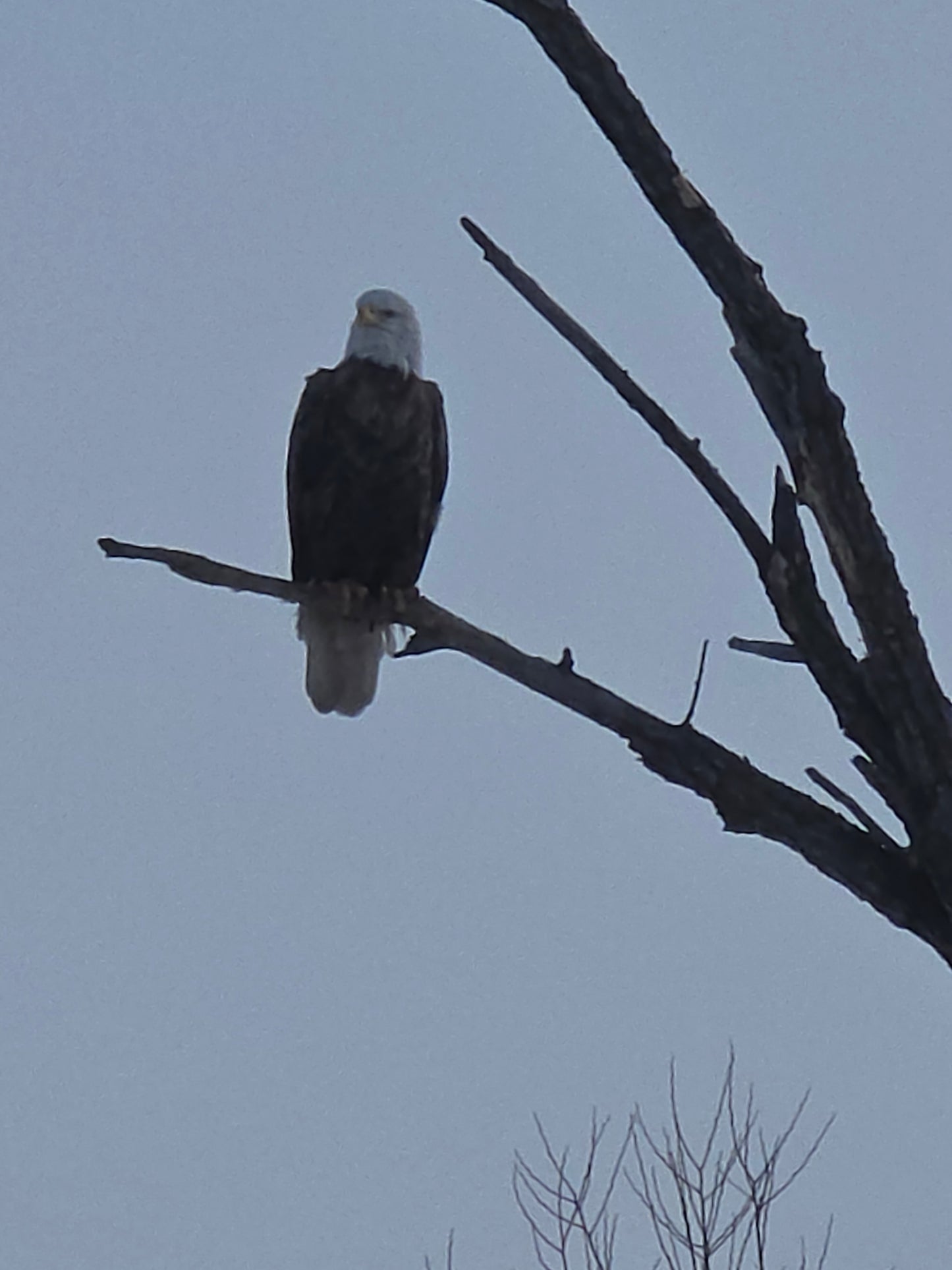 Virtual Diagnostic Call (Standard)