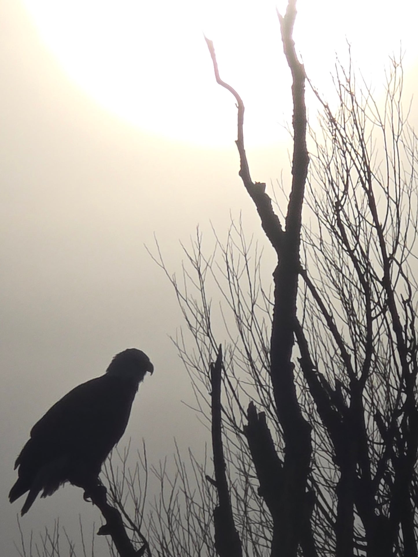 Virtual Diagnostic Call (Standard)